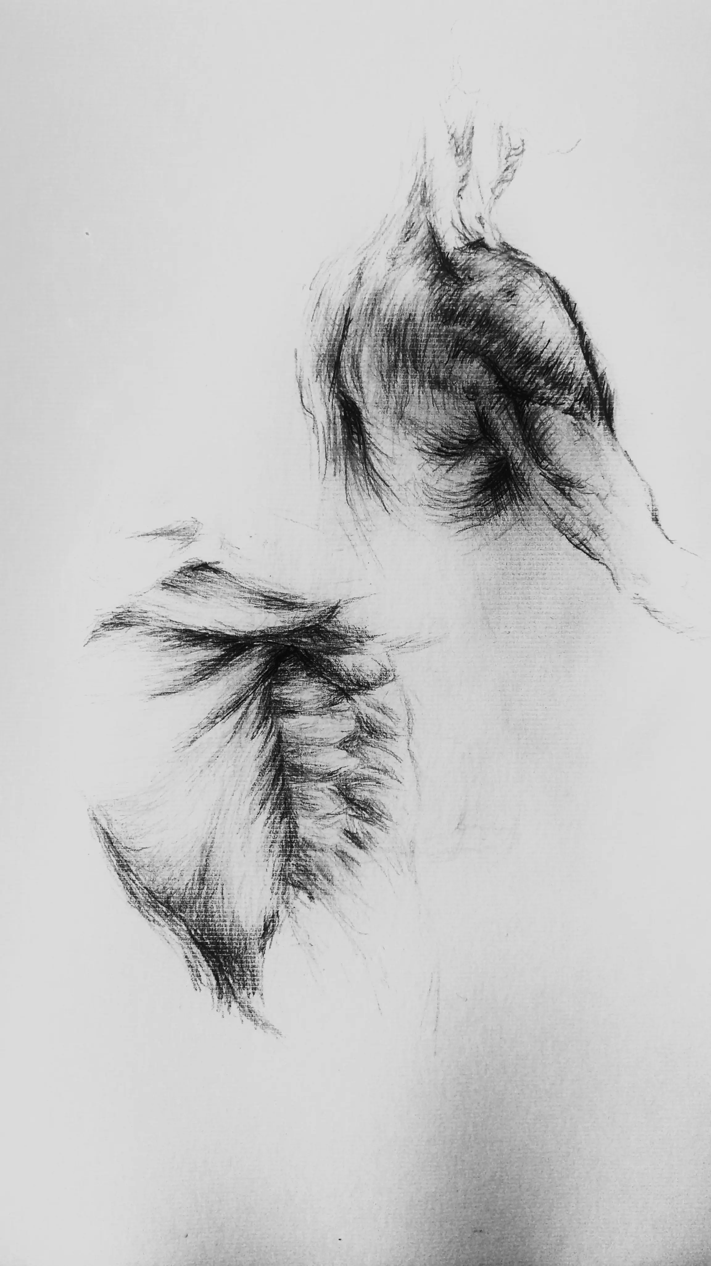 anatomia
