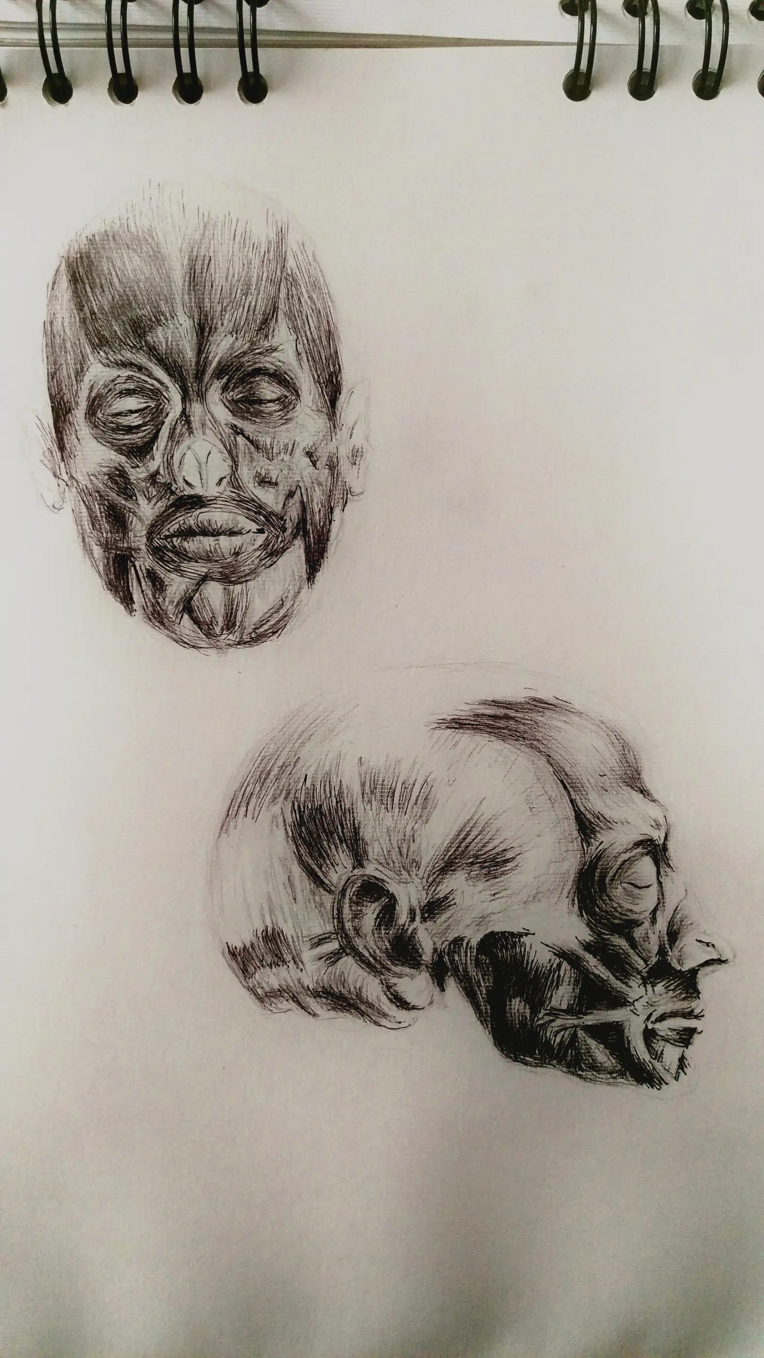 carboncillo
