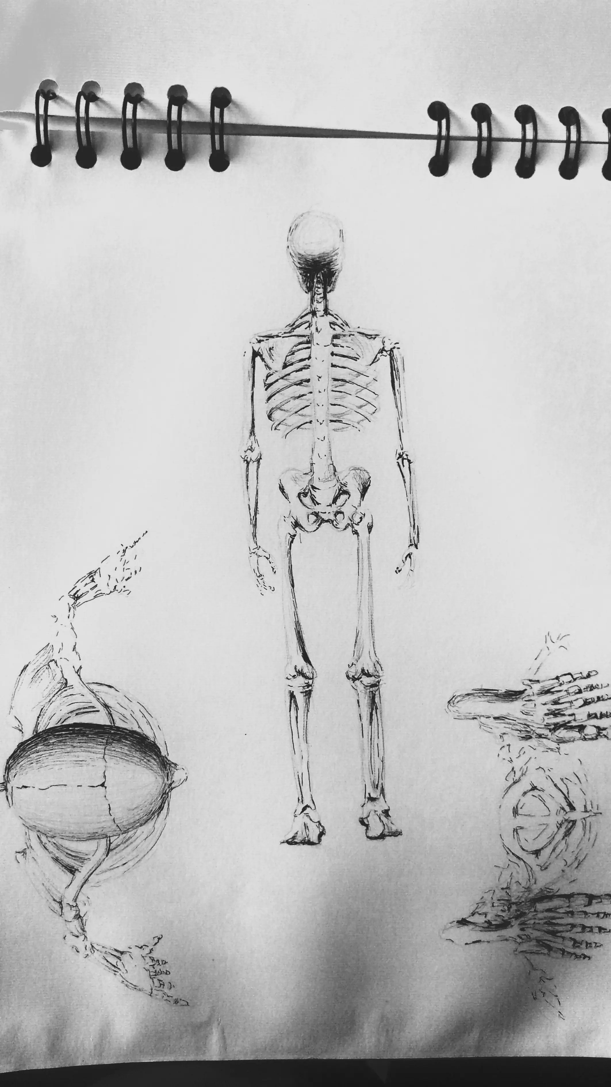 anatomia