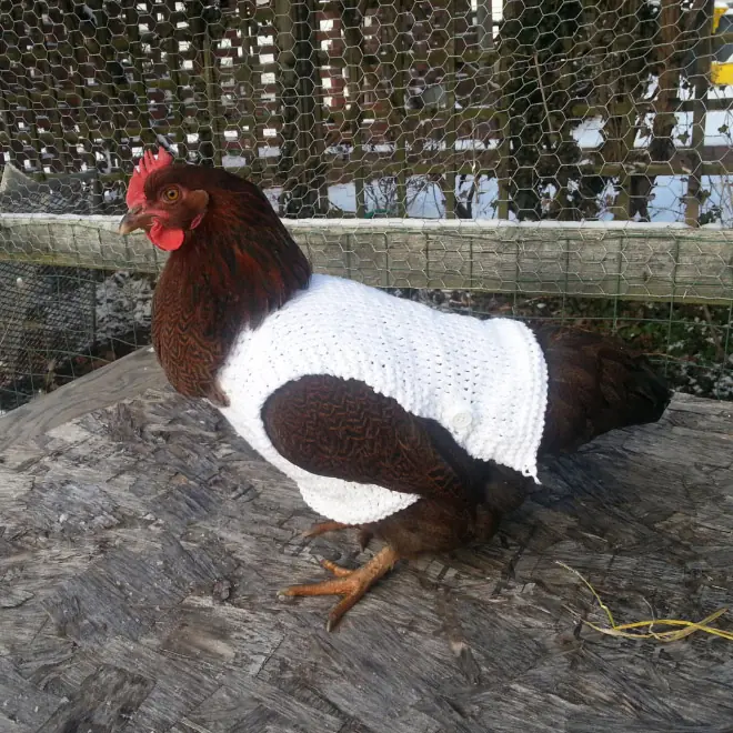 Gallinas