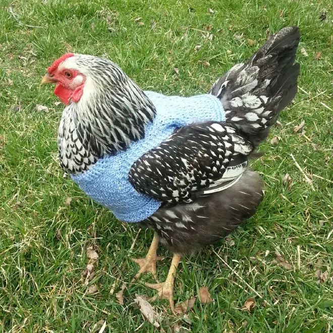 Sweaters Para Gallina la Ultima Moda