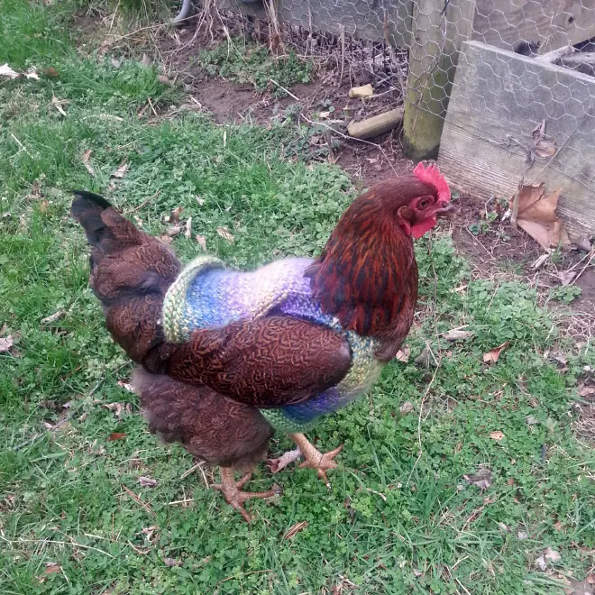 hen