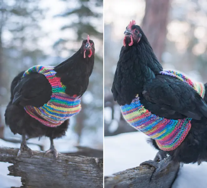 Sweaters Para Gallina la Ultima Moda