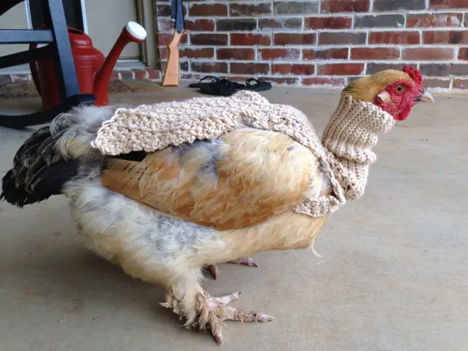 Gallinas