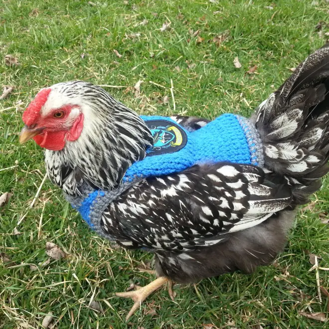 pollo