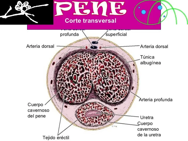 medicina