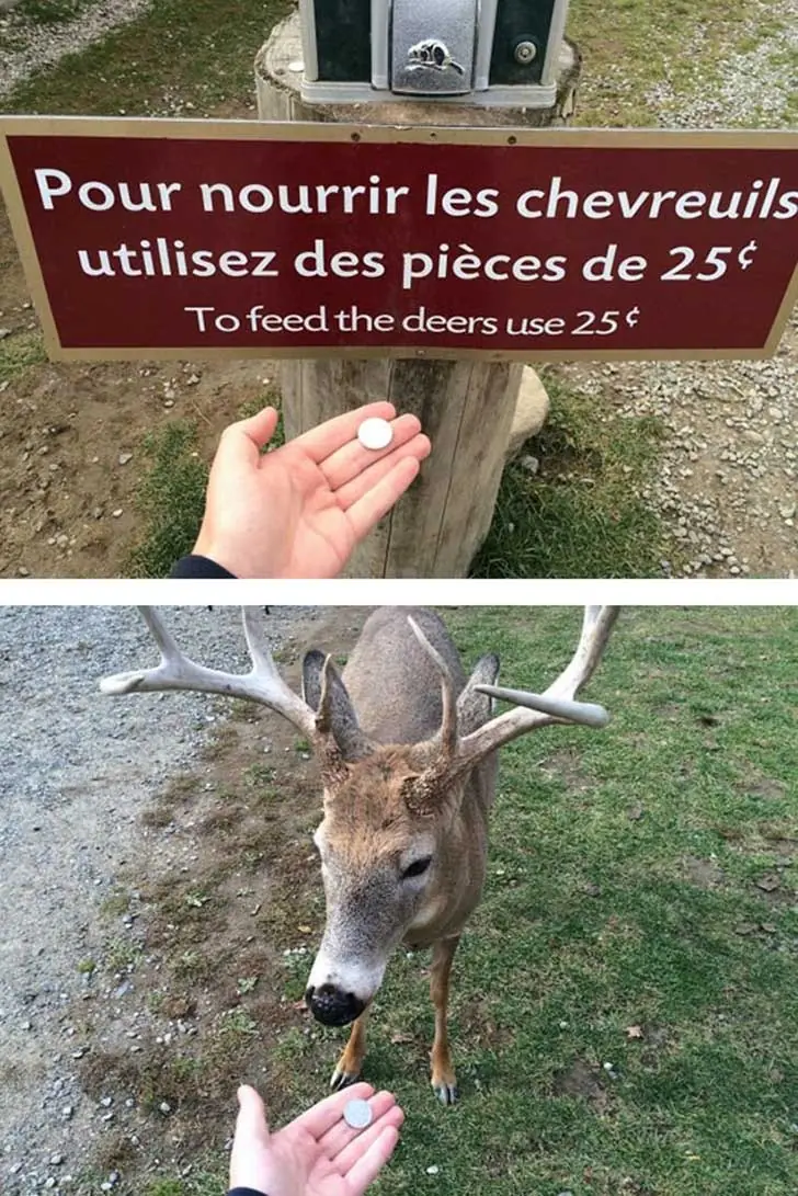 humor