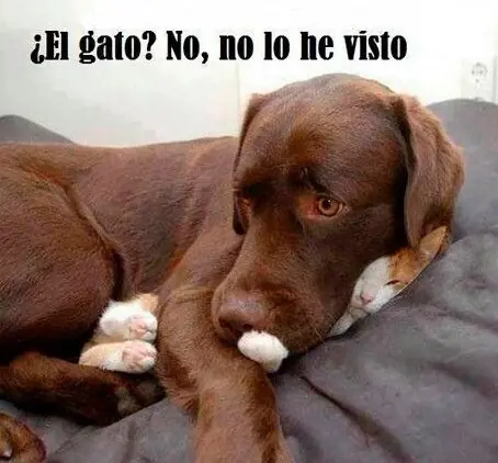 imagenes