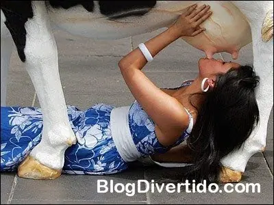 Vacas