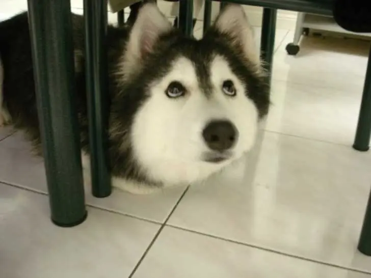Perrita fue criada por gatos, ahora no sabe cómo comportarse