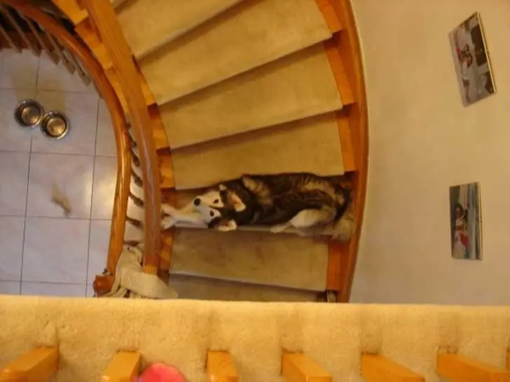 gatos gatos