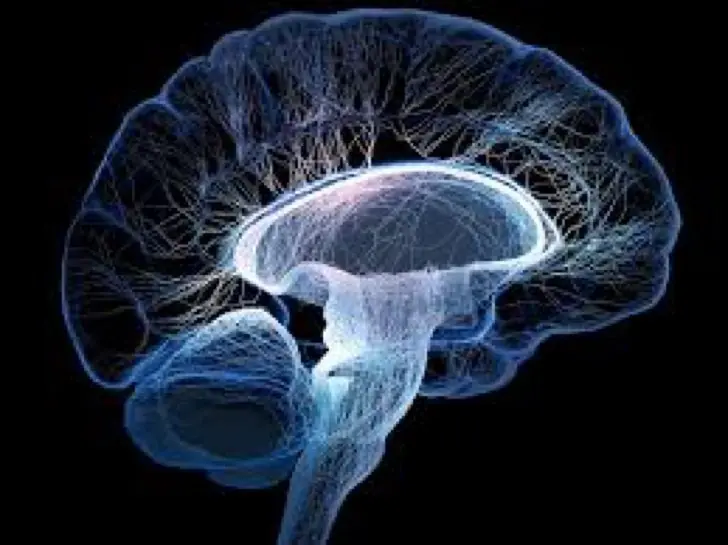 cerebro
