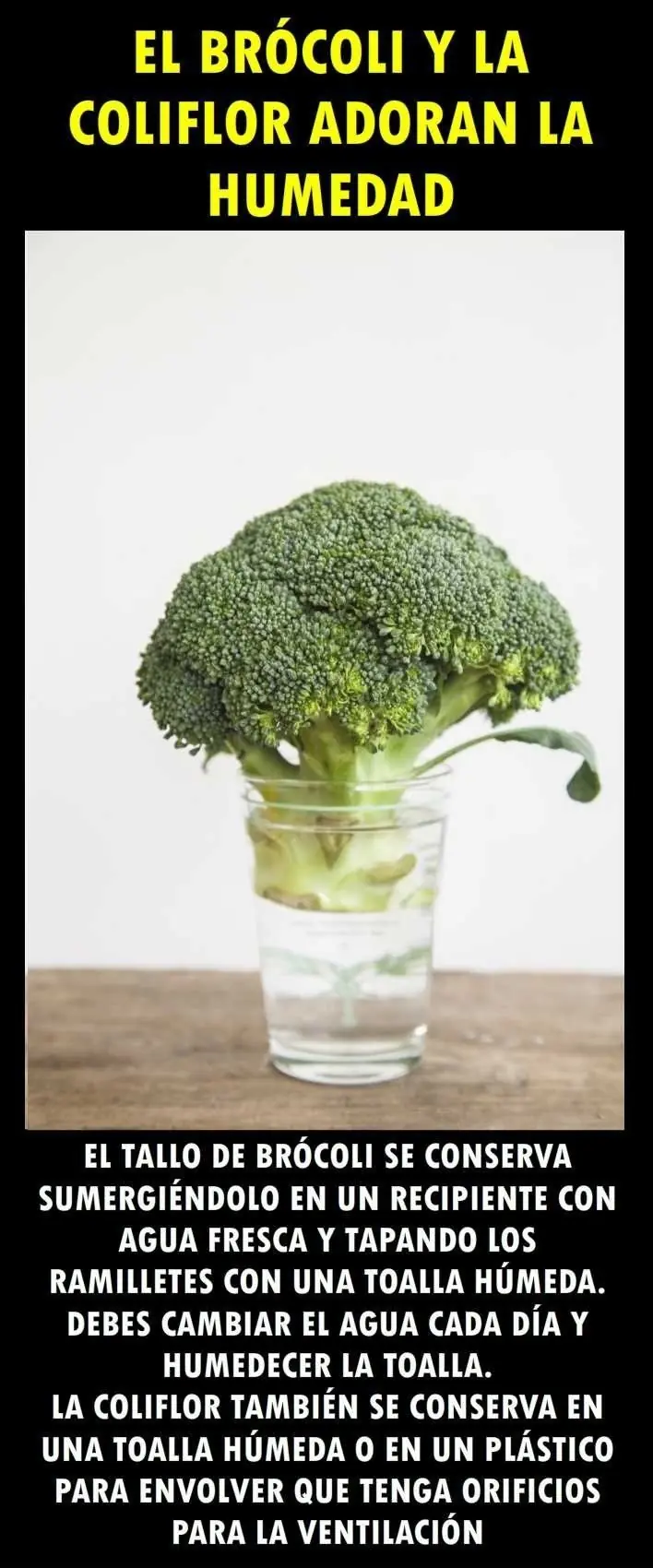 alimentos
