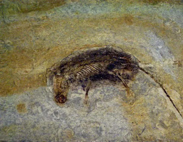Dinosaurios