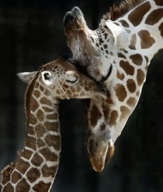 adorables