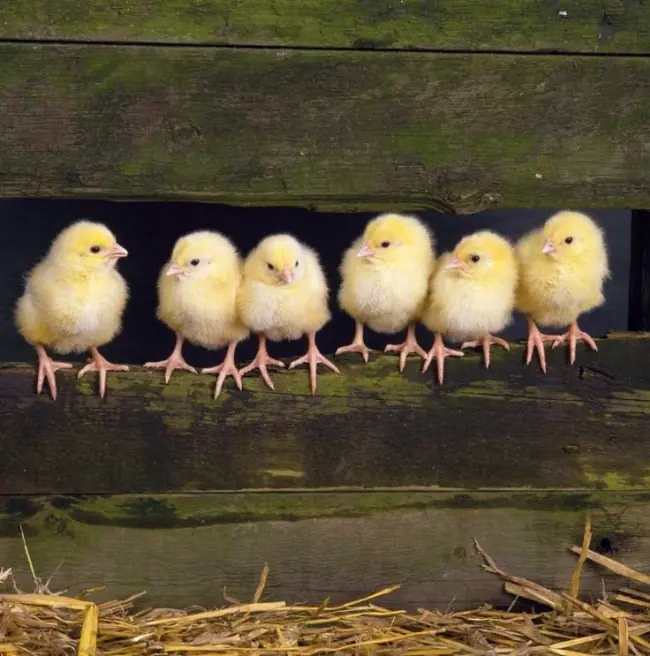 Datos curiosos que harán que estos animales más adorables
