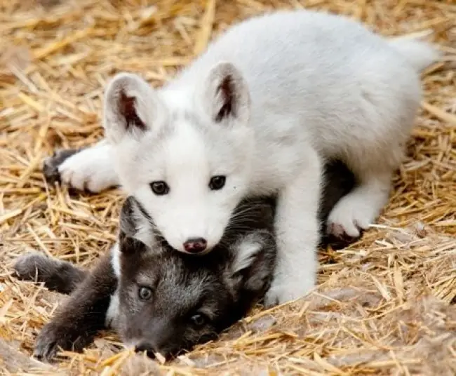 Datos curiosos que harán que estos animales más adorables