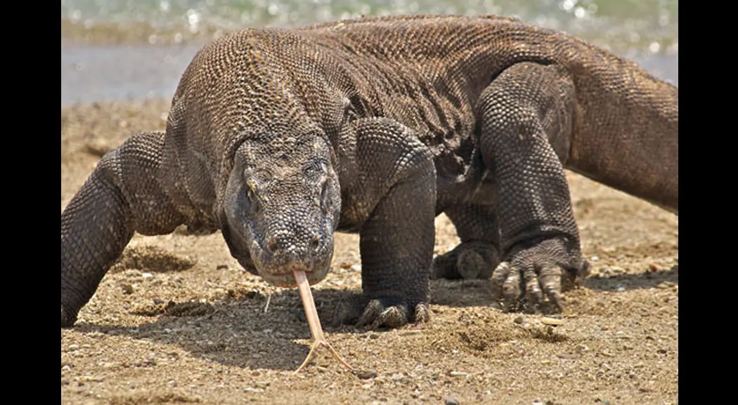 Animales reales