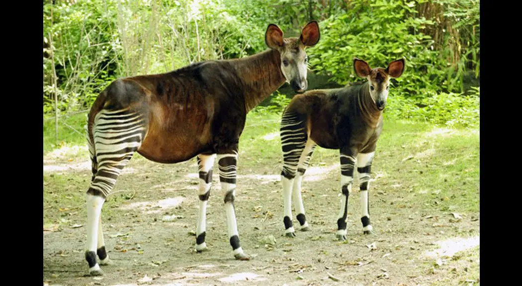 Animales reales