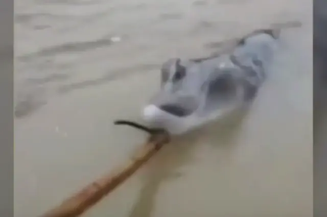 Extraña criatura en el mar de China