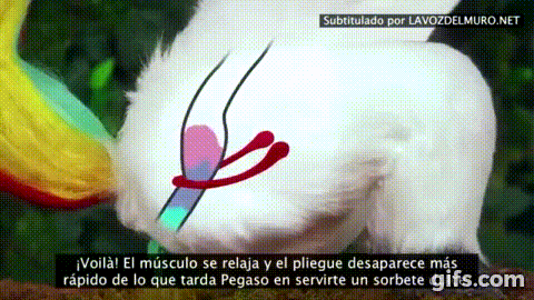 Aprendé a garcar como un campeón