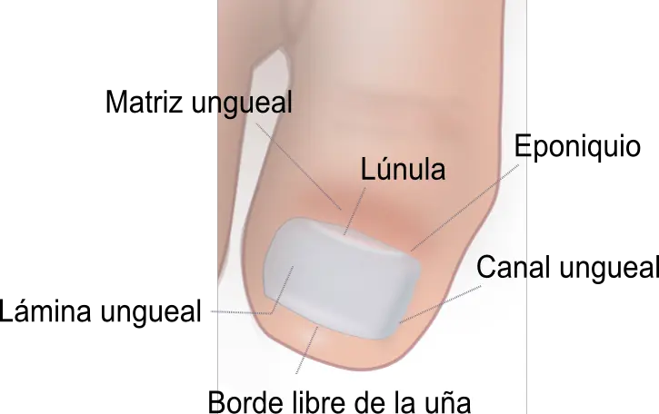 hongos de las unas