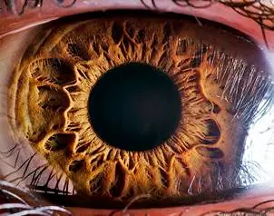 Revelan compleja y hermosa estructura del Iris