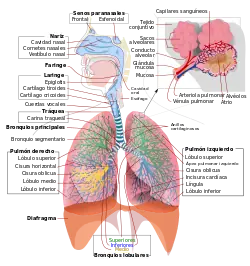 El Cuerpo Humano II: Sistema Respiratorio