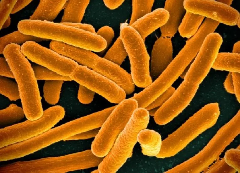 Manipulan genéticamente a una bacteria con 'superpoderes'