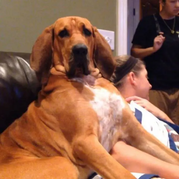 animales