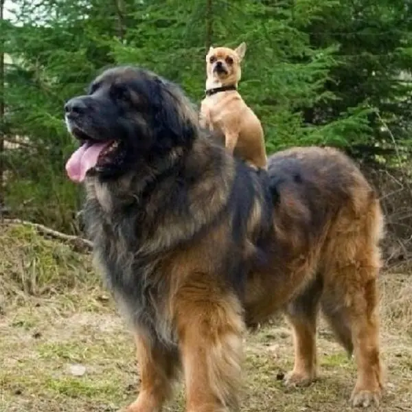 perros