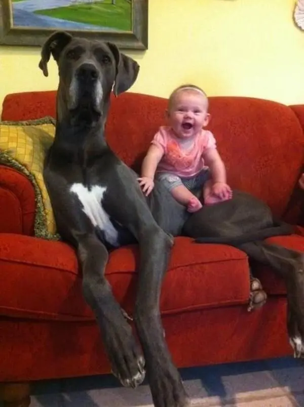 24 Gigantescos Perros Que Olvidaron Que Ya No Son Cachorros