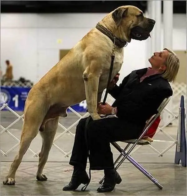 cachorros