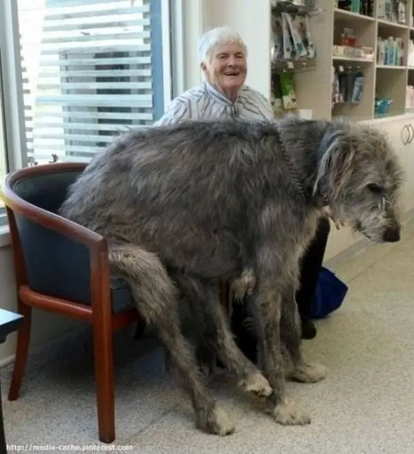 animales