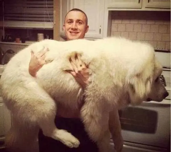 24 Gigantescos Perros Que Olvidaron Que Ya No Son Cachorros