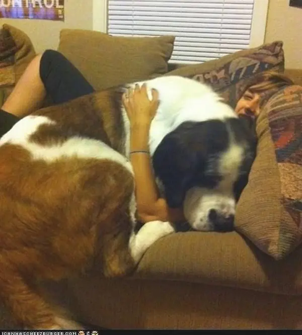 perros