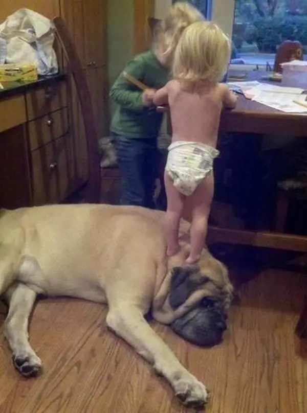 perros