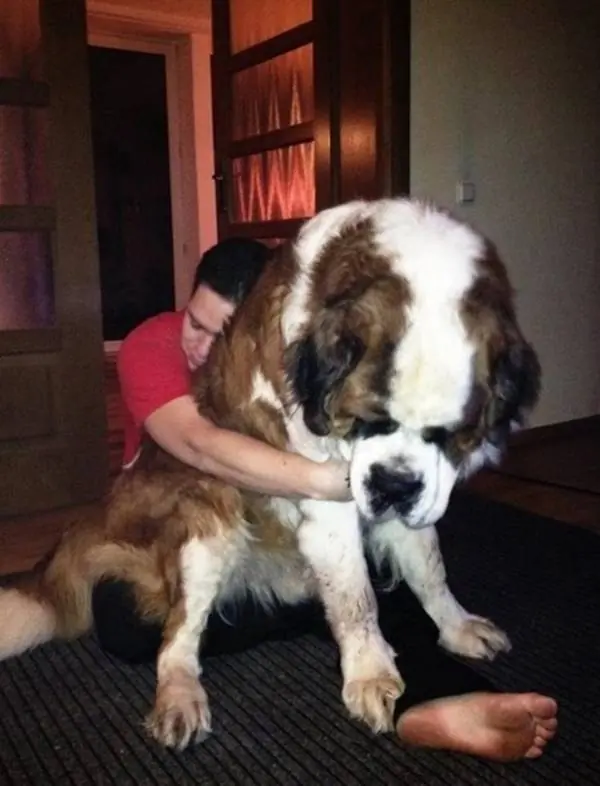 24 Gigantescos Perros Que Olvidaron Que Ya No Son Cachorros