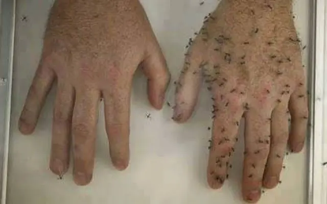 Repelente Casero de Mosquitos, Hormigas y Pulgas.