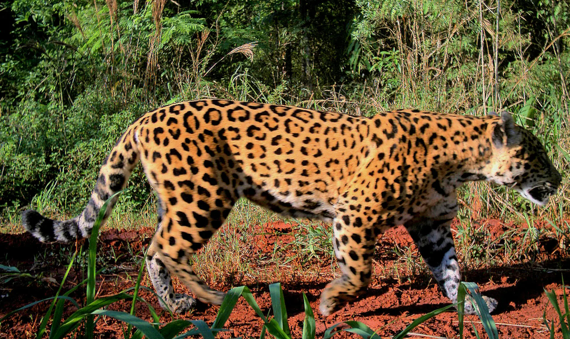 Animales