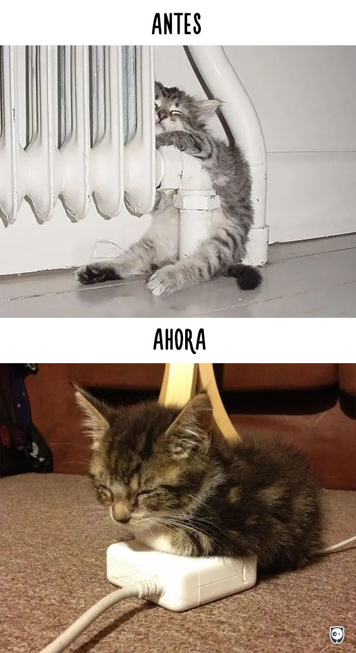 humor gatuno