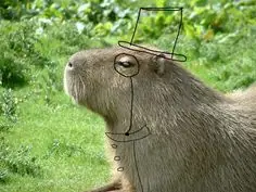 Hagamos Top a los Carpinchos (capibaras).