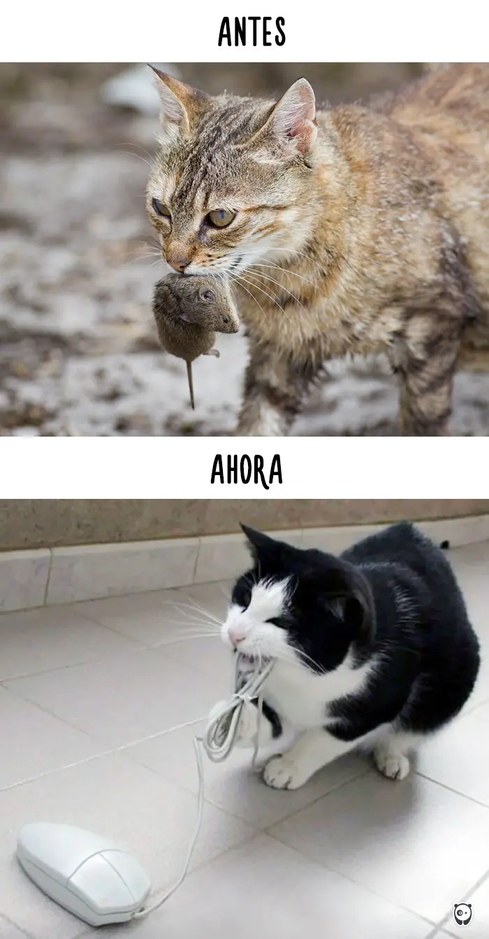 gatos y tecnologia