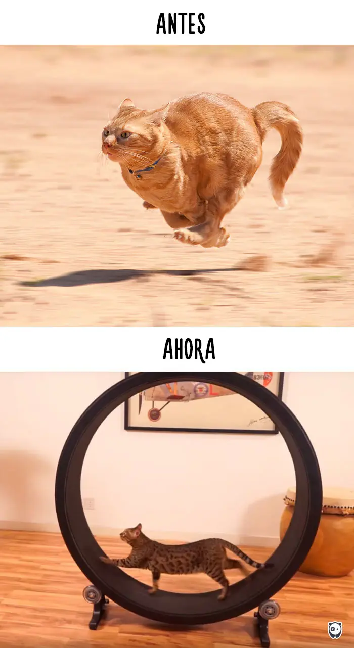 tecnologia vs gatos