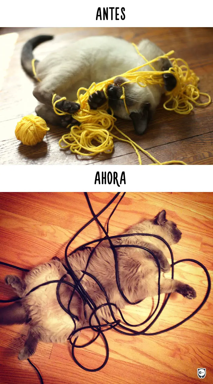 la vida de los gatos