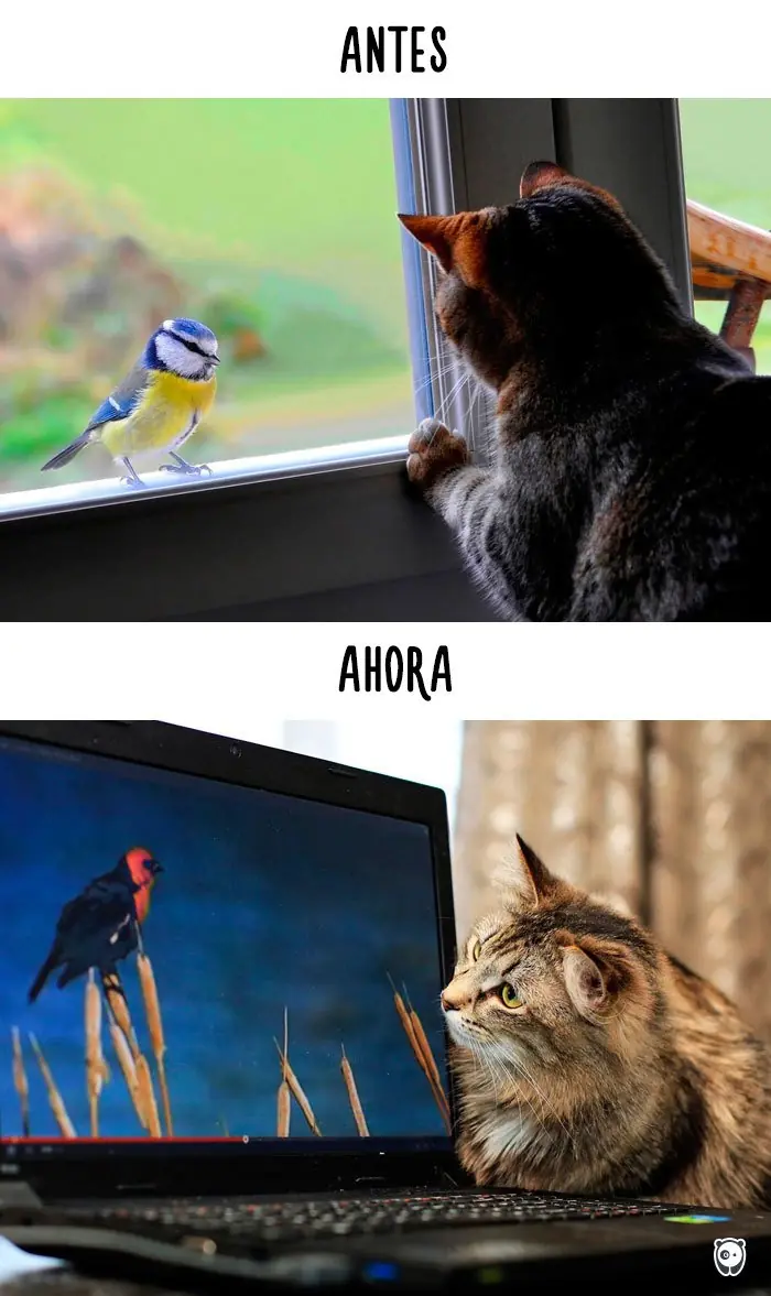 Humor animal