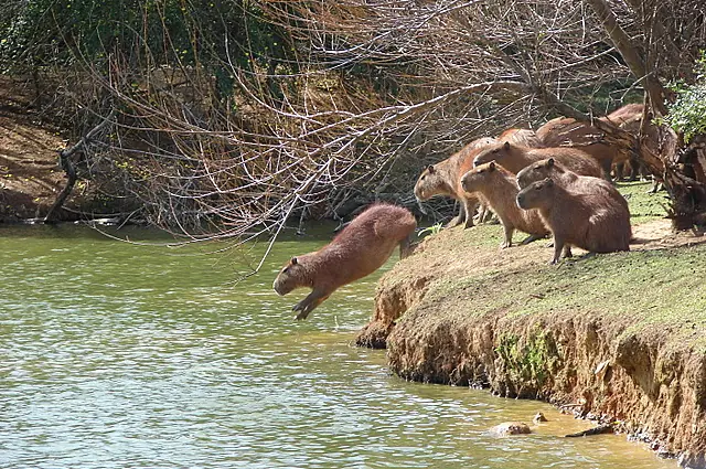Hagamos Top a los Carpinchos (capibaras).
