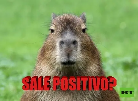 Hagamos Top a los Carpinchos (capibaras).
