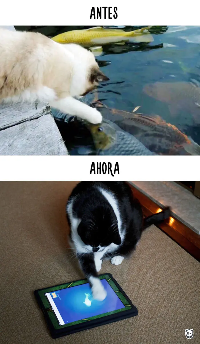 Humor animal