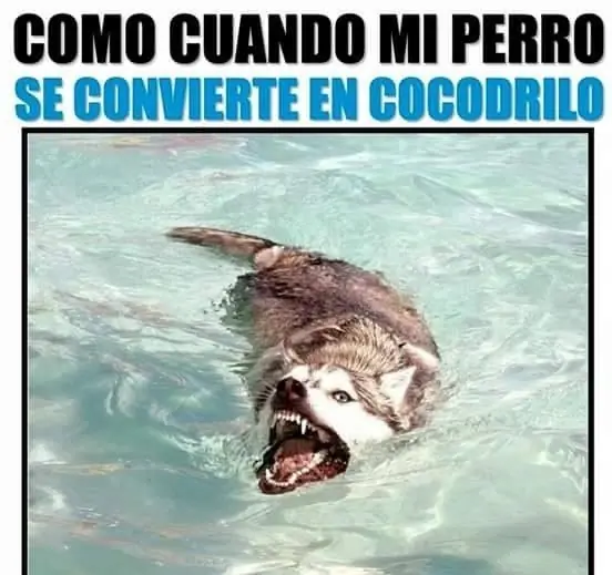 humor